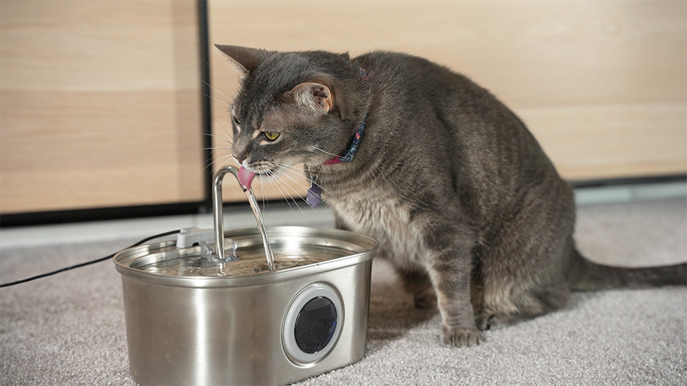 A gray cat drinking from a stainless steel cat water fountain by PawsPik.