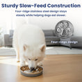 Load image into Gallery viewer, A Samoyed dog eats from a four-ridge stainless steel slow feed dog bowl on a wooden floor in a modern living room.
