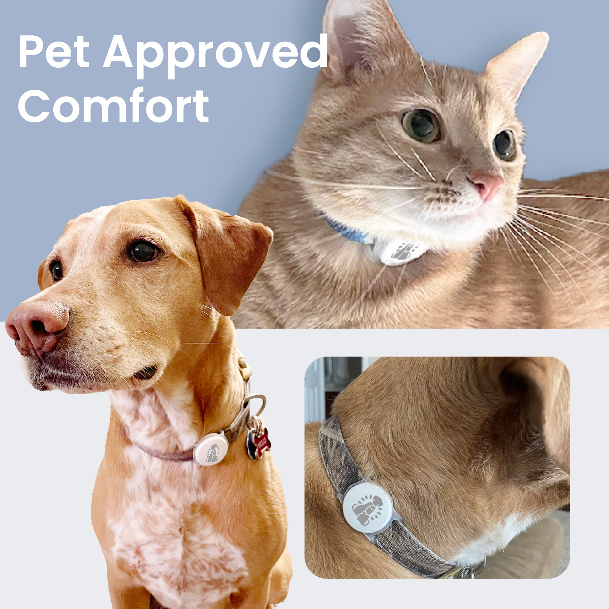 Two pets wearing comfortable collars with PawsPik Pet Feeder tags, set against a light blue background. Text reads "Pet Approved Comfort.