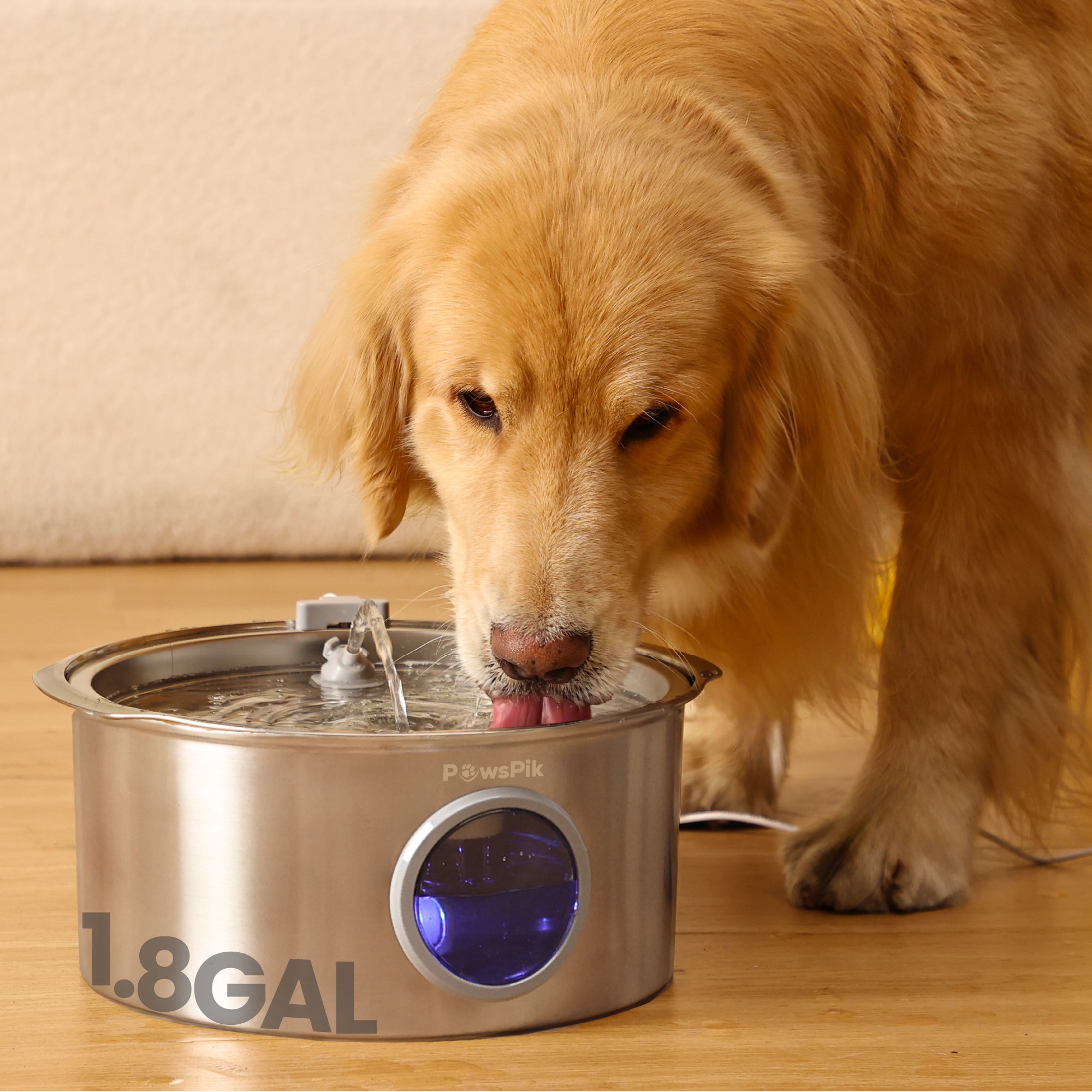 A golden retriever drinking from PawsPik stainless steel dog water fountain labeled "1.8 GAL," with water flowing gently.
