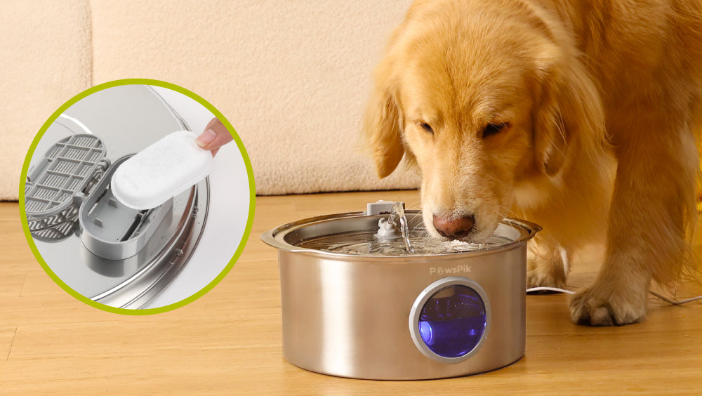 A golden retriever dog drinking water from PawsPik Automatic Dog Water Dispenser and filters image in a circle nearby.