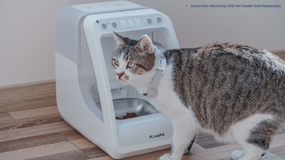 A gray and white cat with a collar curiously approaches a modern automatic microchip cat feeder labeled "PawsPik."