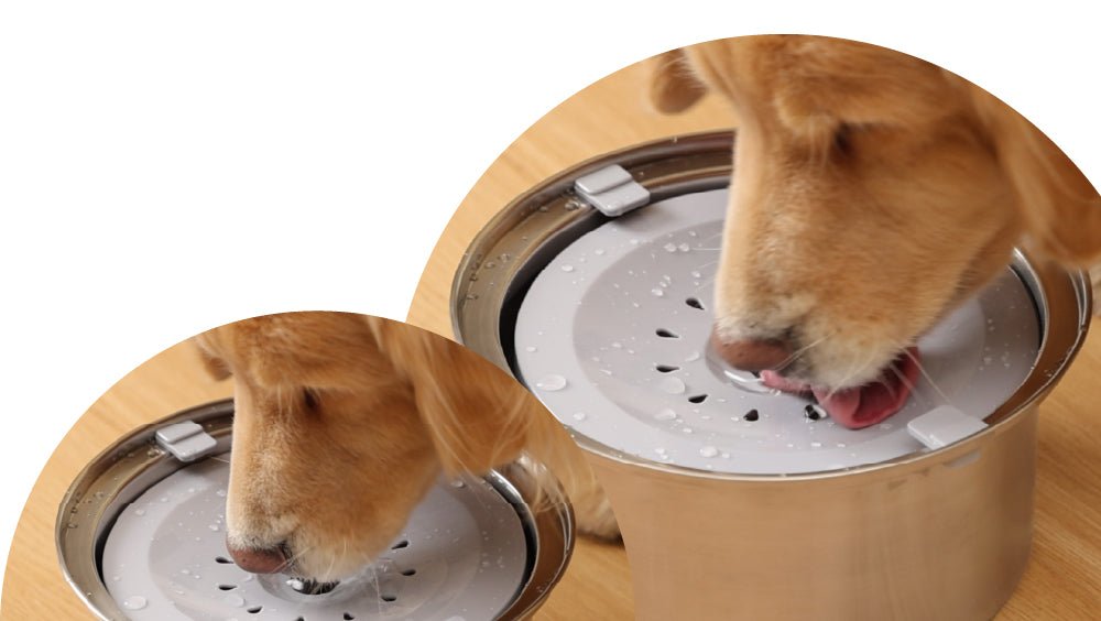 Image representing dog drinking water from PawsPik dog water bowl.