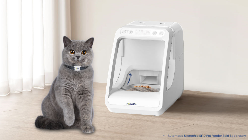 A gray cat sits beside a white automatic pet feeder, featuring a microchip RFID system, on a wooden floor near sheer curtains.