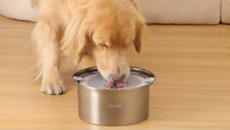 A golden retriever licks water from a stainless steel pet water bowl lid on a hardwood floor, enjoying its drink.