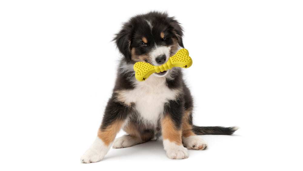 Puppy with a yellow bow tie and toy on a white background