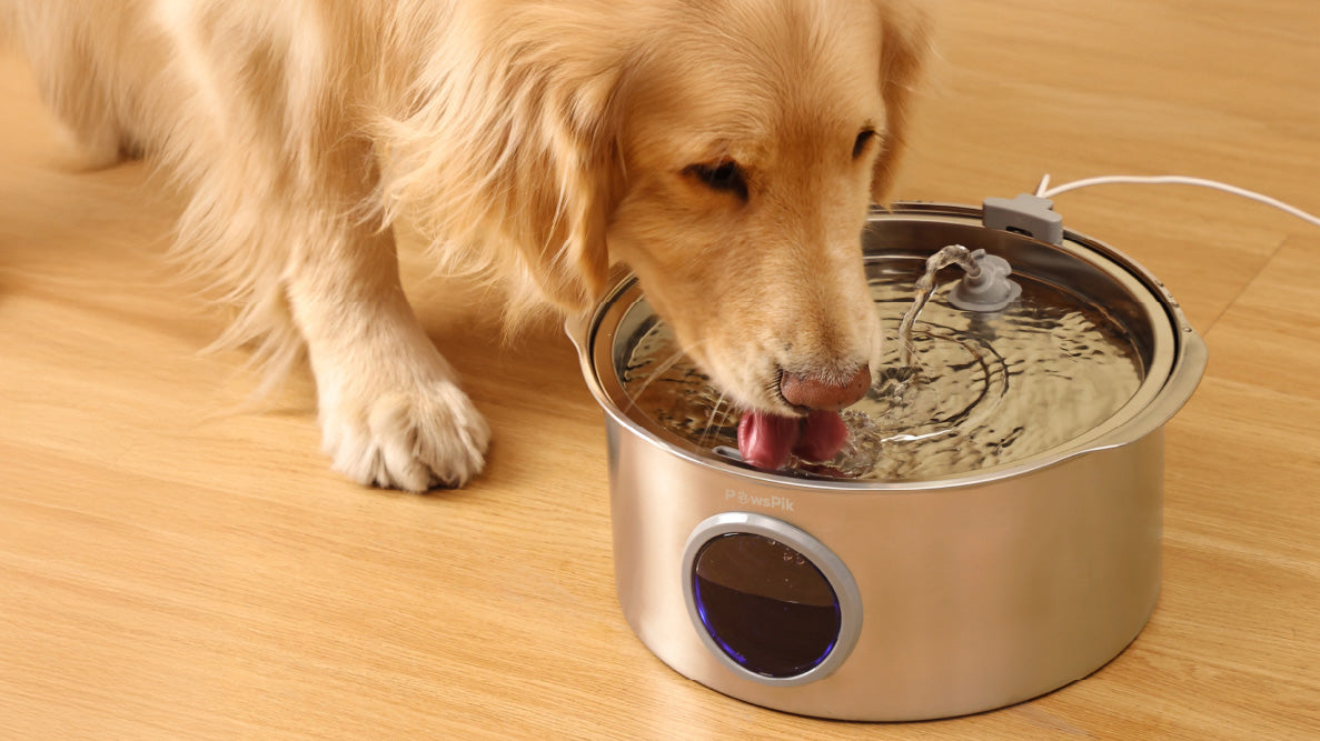 A golden retriever drinks from a PawsPik stainless steel Water Fountain for Dogs, splashing as it laps up fresh water. Wooden floor in the background.