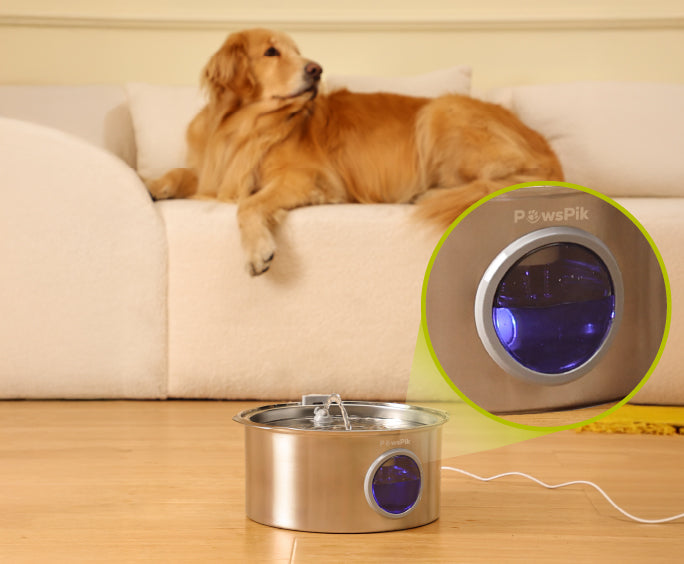 A golden retriever rests on a couch near to PawsPik Dog Water Dispenser on the floor, featuring a glowing blue light inside.