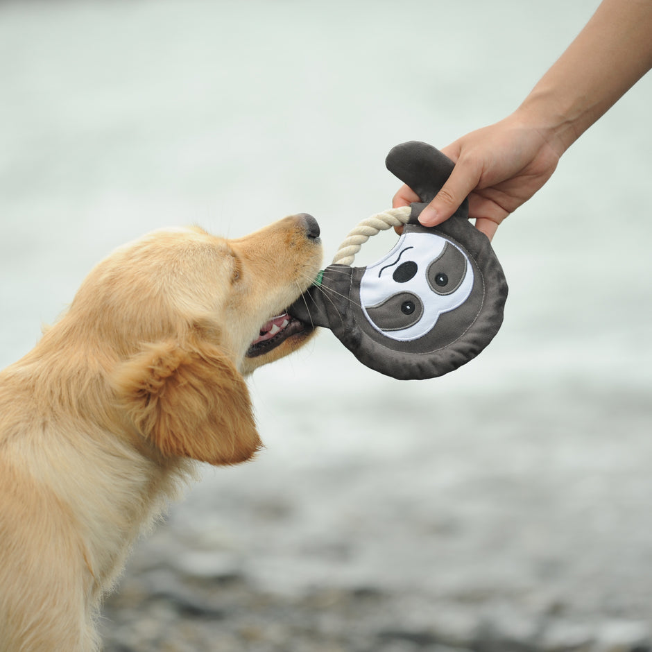 A Golden Retriever tugs on a PawsPik flying disk dog toy held by a person's hand against a blurred natural background.