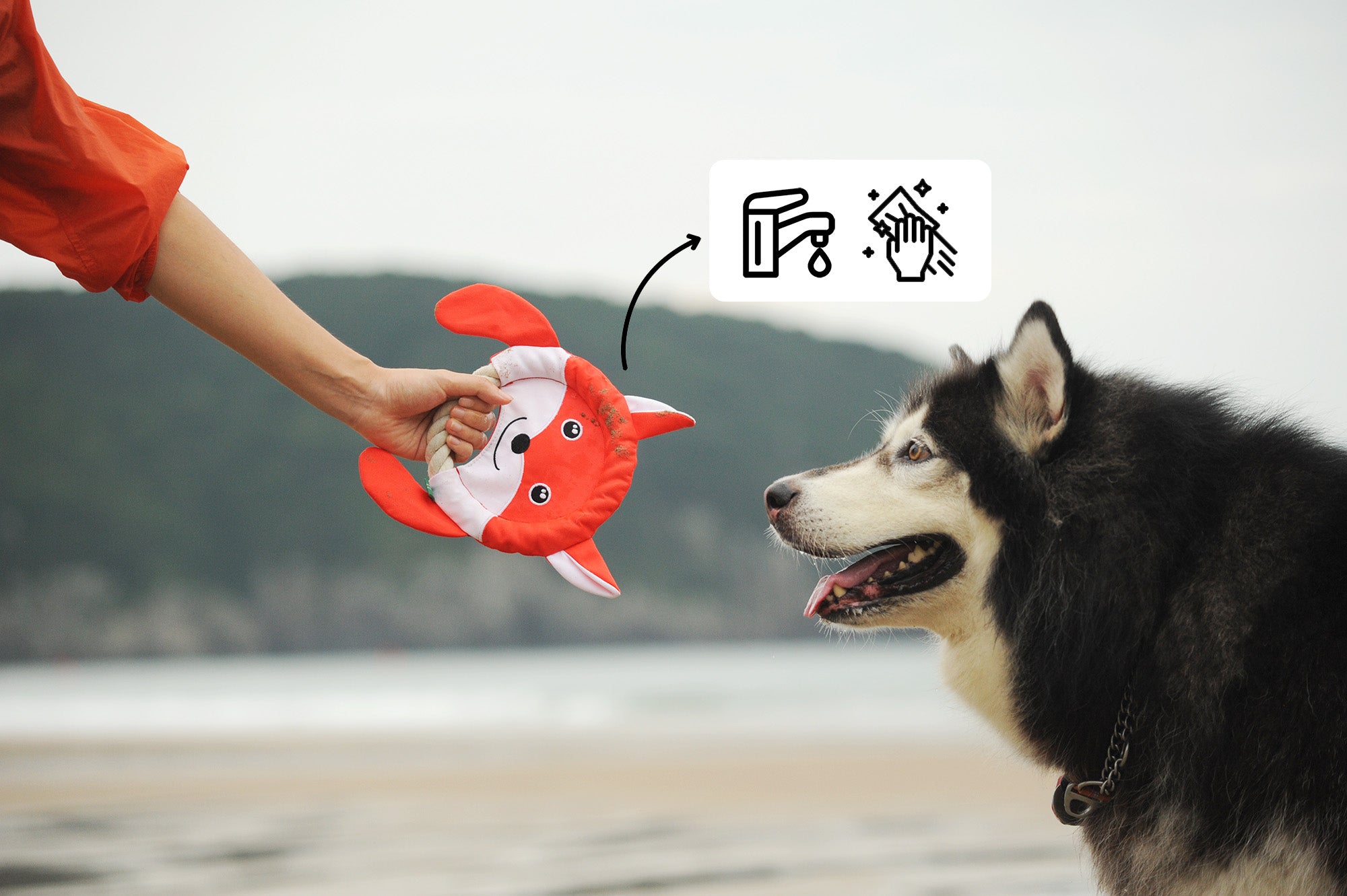 Hand giving a PawsPik Dog Toy to an attentive husky on a beach with an easy to clean icon overhead.