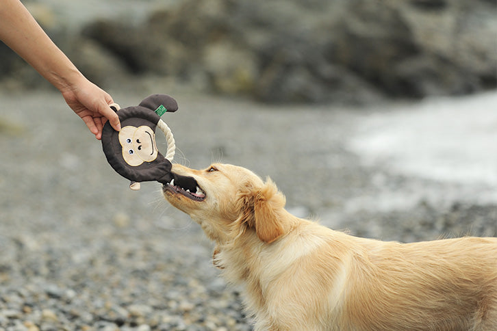 A golden retriever playing tug-of-war with a plush dog toy held by a person's hand.