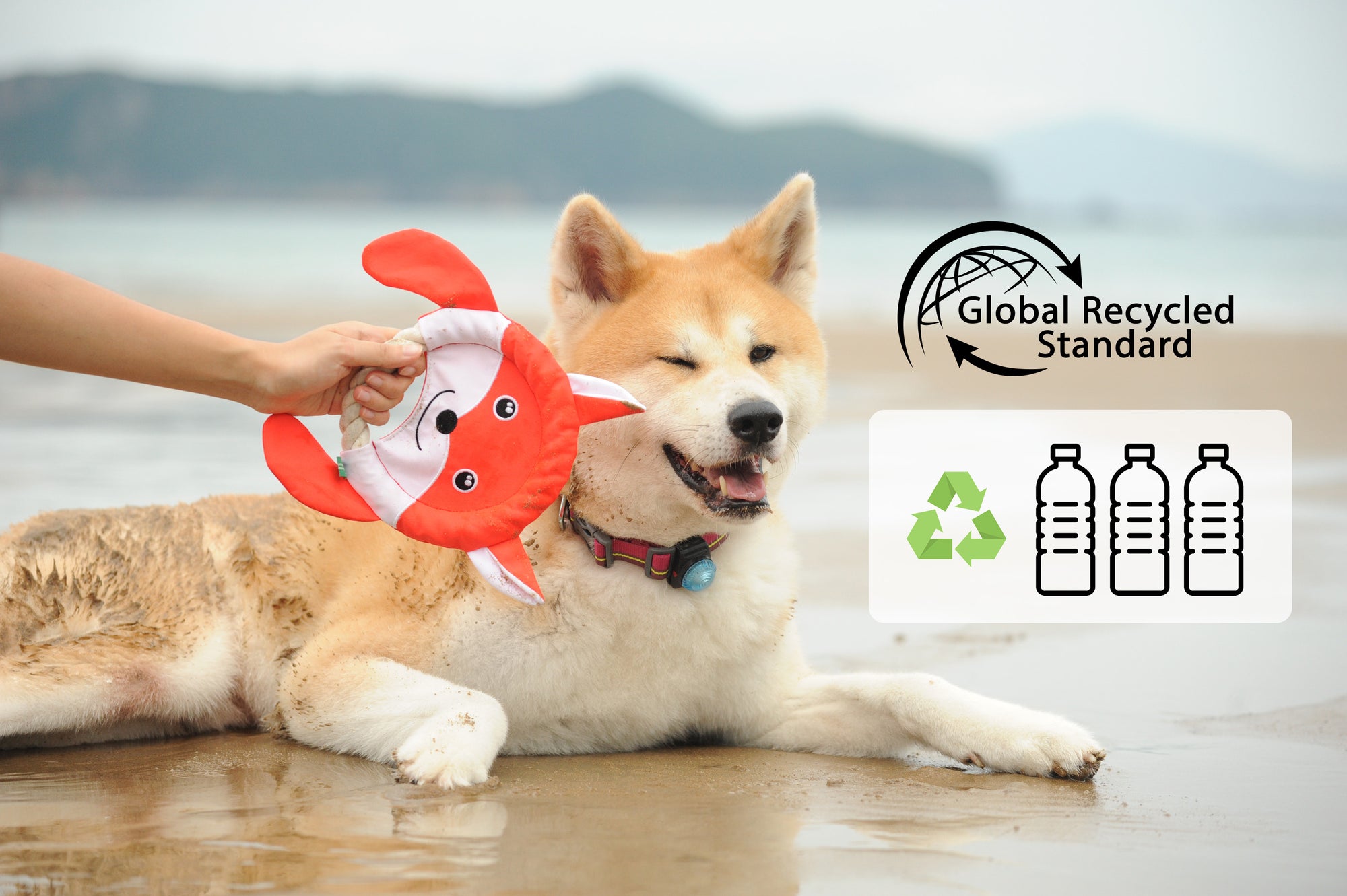 A happy dog with a PawsPik dog toy on a beach, with Global Recycled Standard logos.