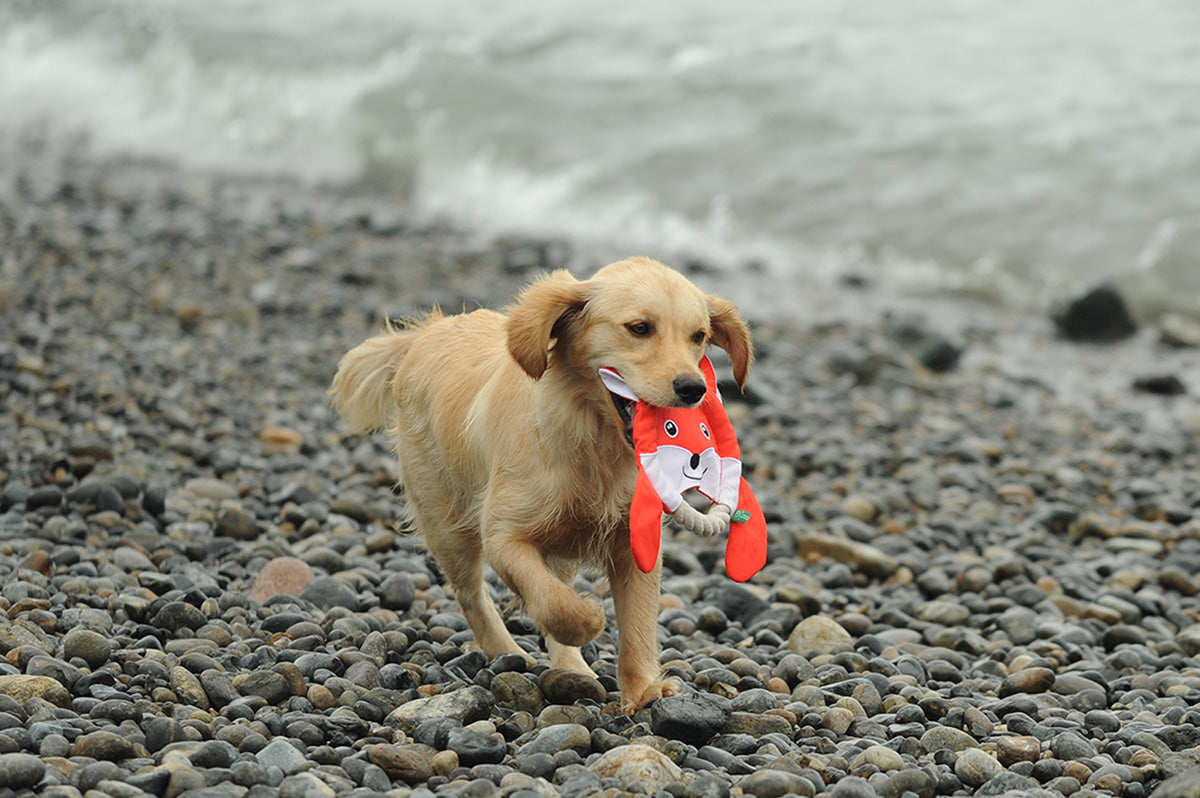 Golden retriever puppy carrying a red PawsPik dog toy on a pebble beach with waves in the background.