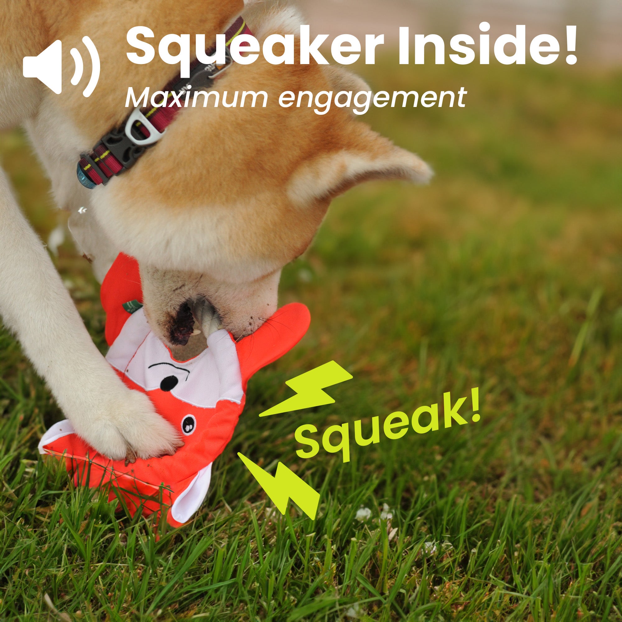 Dog playing with a squeaky PawsPik Flying Disk Dog toy on grass with text "Squeaker Inside! Maximum engagement" and "squeak!" graphics.
