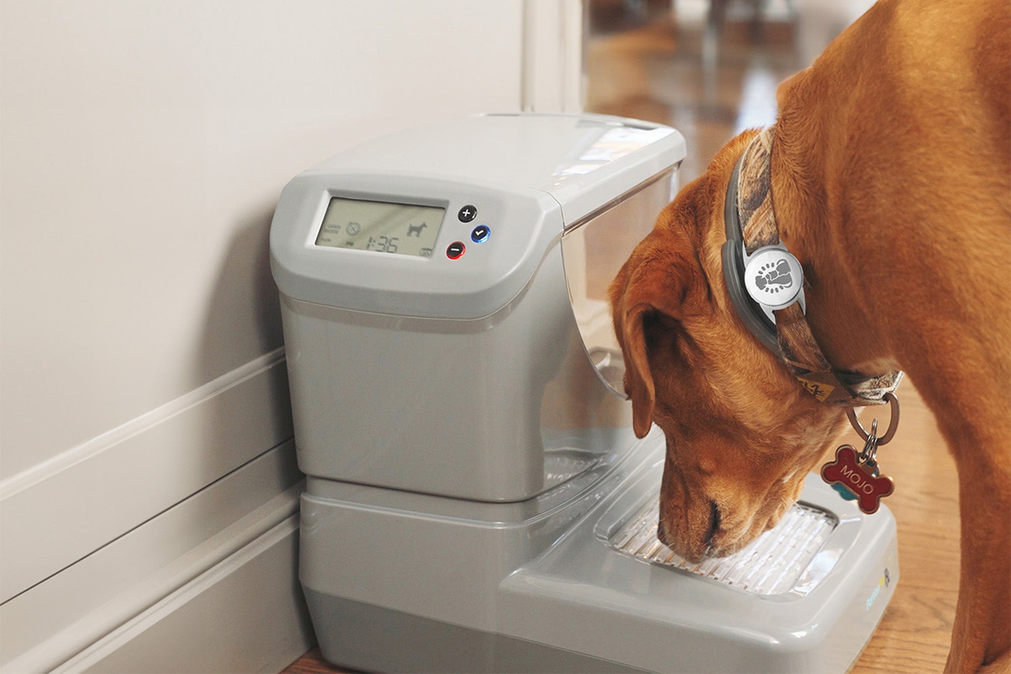 A brown dog near the PawsPik Dog Feeder.