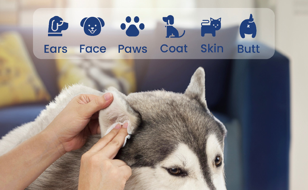 Cleaning a Husky's ear with PawsPik dog wipes and icons for pet hygiene: Ears, Face, Paws, Coat, Skin, Butt.