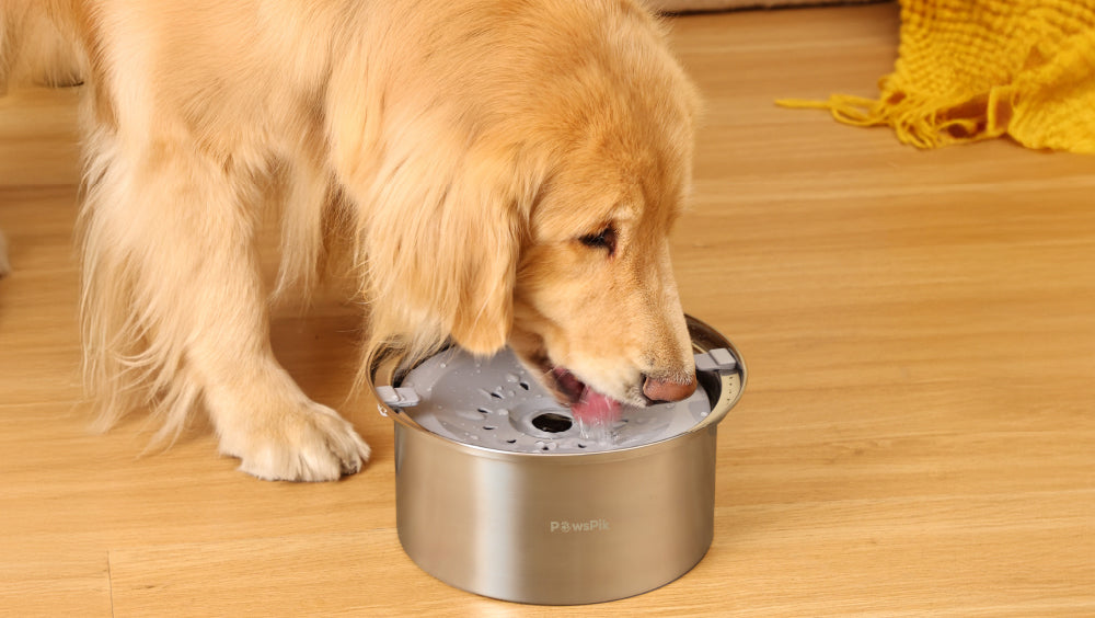 A golden retriever drinking water from stainless steel dog water bowl on a wooden floor, with a cozy yellow blanket in the background.