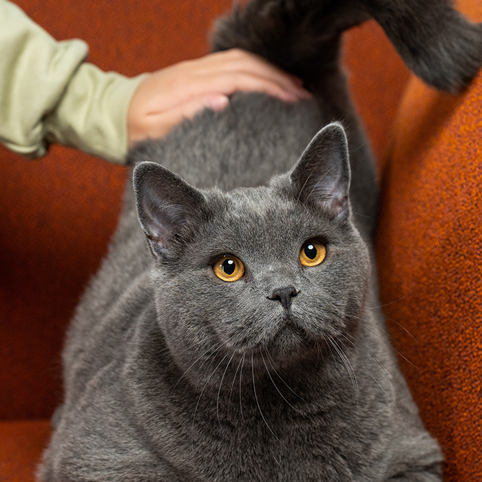 pawspik cat is being pet and enjoying the company of people