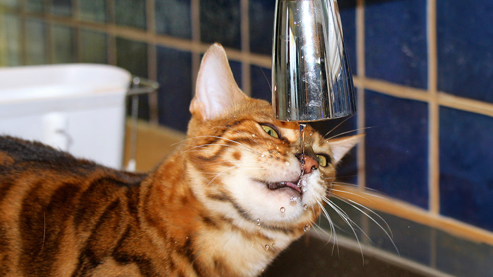 A tabby cat drinking water directly from a running faucet in a tiled bathroom.