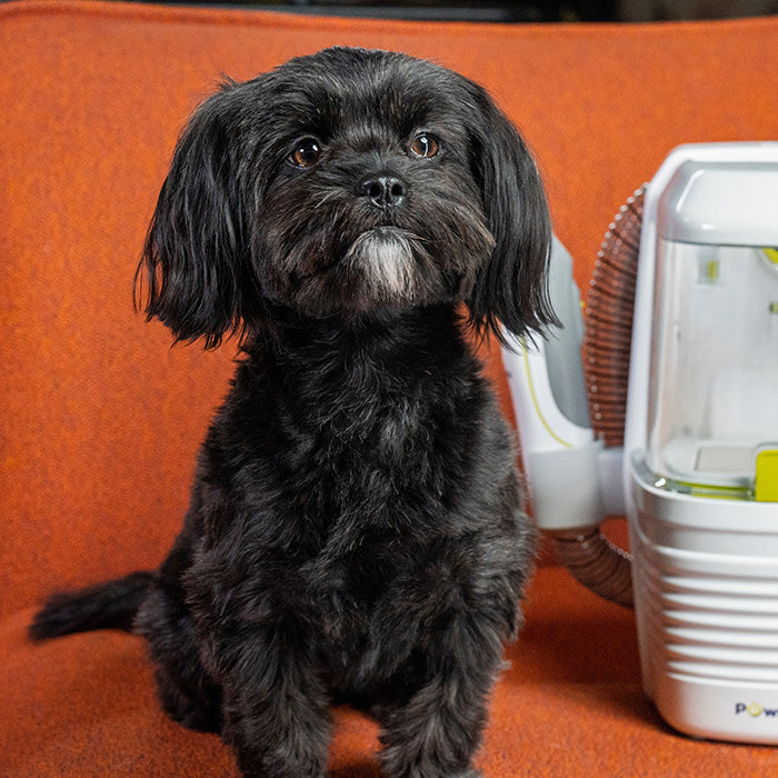dog sitting next to the groomingpro rx