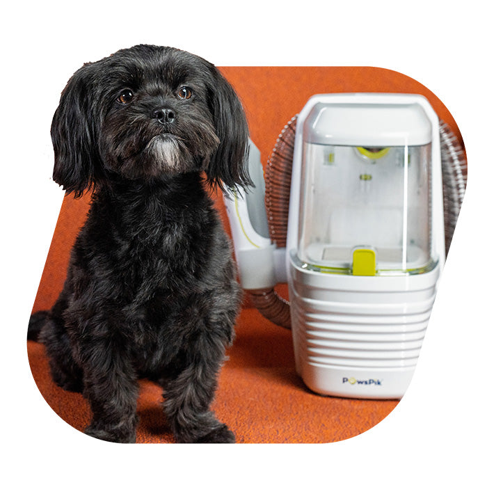 Black dog sitting next to the dog grooming kit by PawsPik on an orange rug.