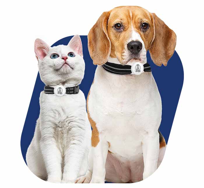 A white cat with blue eyes and a beagle dog sitting side by side against a blue background.