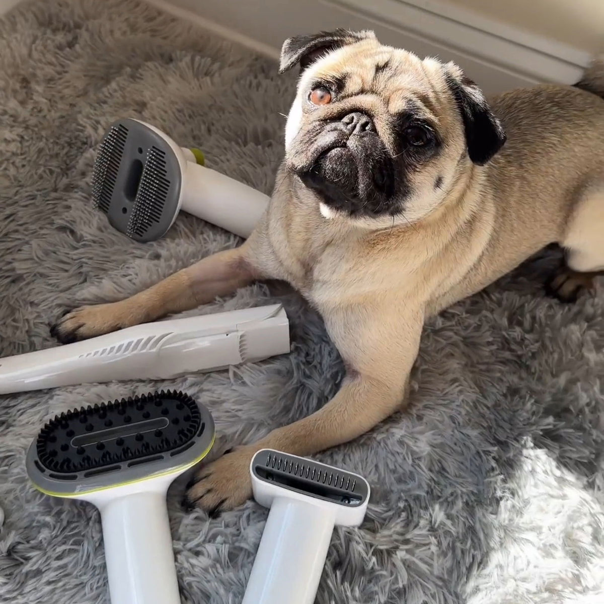 A pug dog surrounded by PawsPik dog grooming kit tools on a grey fluffy rug.