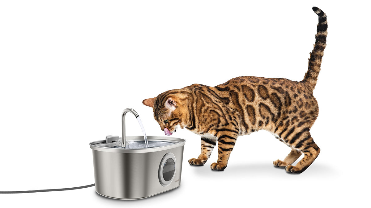 A Bengal cat drinking from a modern cat water fountain by PawsPik on a white background.
