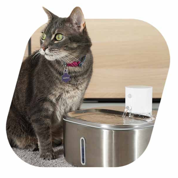 Tabby cat with collar beside a battery powered cat water fountain by PawsPik.