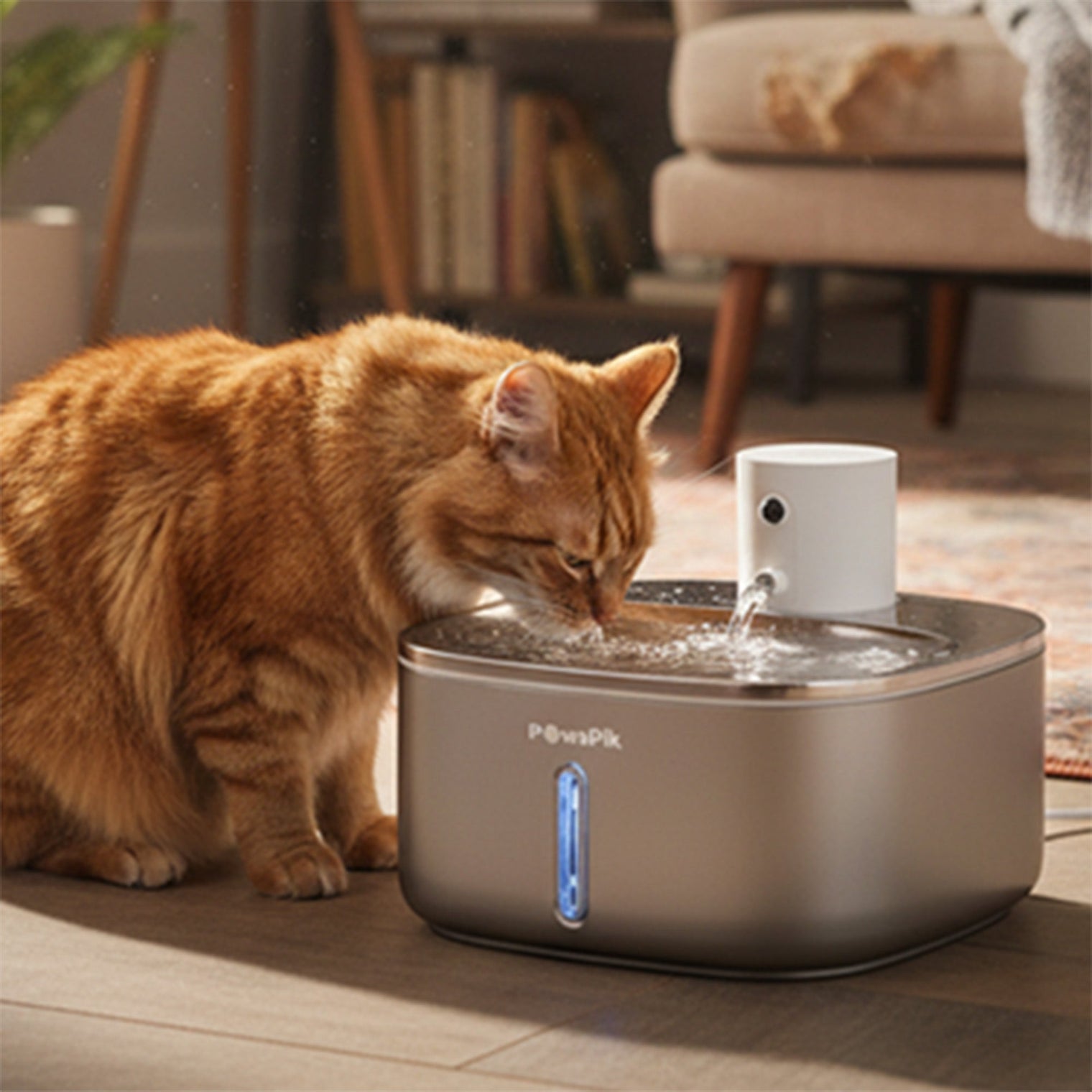 What is the best type of water fountain for a cat?