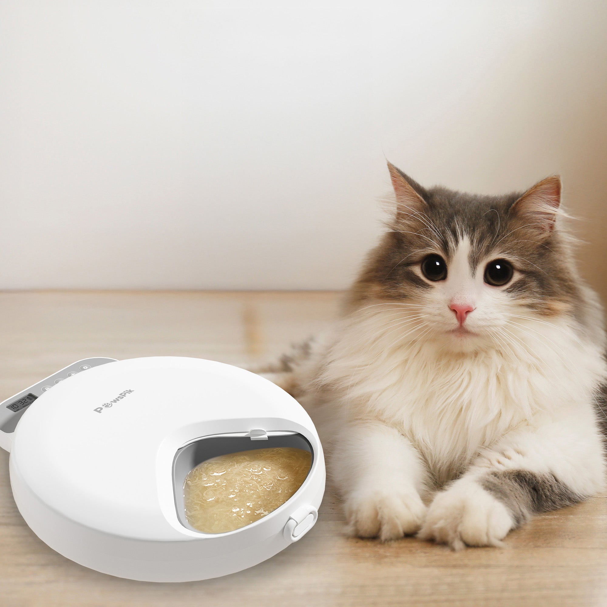 How to feed cat wet food while away?