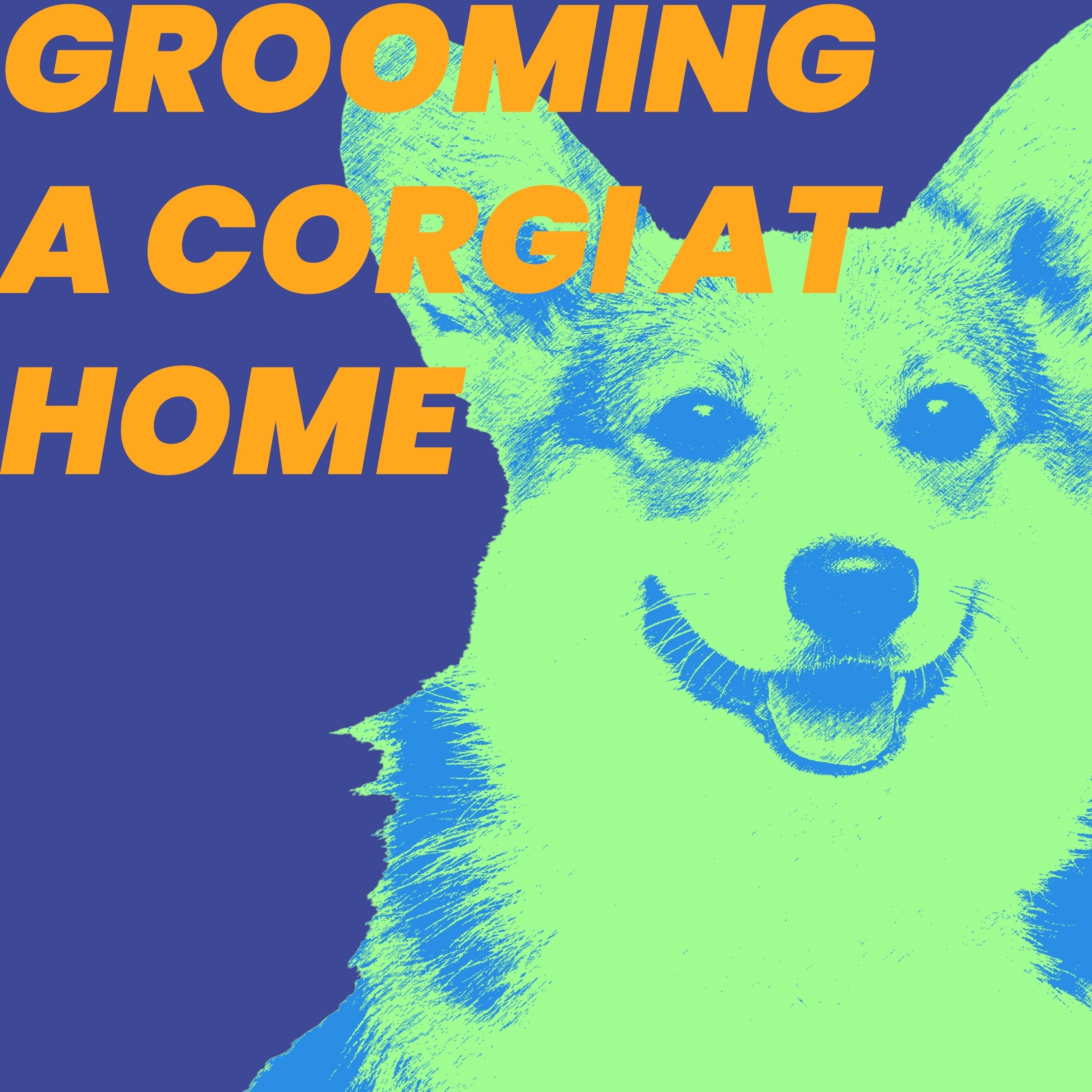 Tips to Know - Corgi Grooming at Home