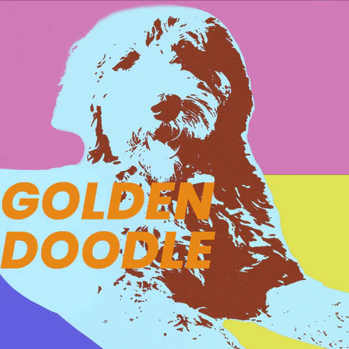 Goldendoodle Puppies Grooming at Home-Step-by-Step Guide