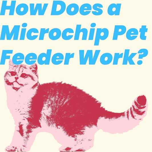 How Does a Microchip Pet Feeder Work?
