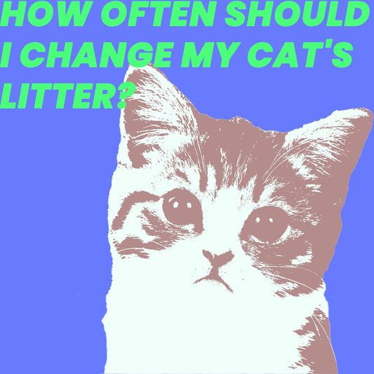How Often Should I Change My Cat's Litter?