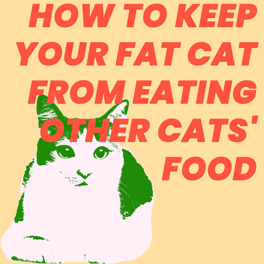 How to Keep Your Fat Cat from Eating Other Cats' Food