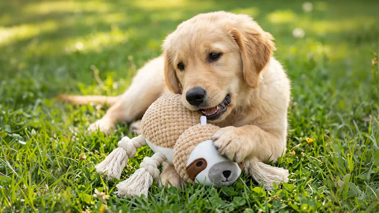 Soak Up the Sun: Why Summer Outdoor Play is Essential for Your Dog