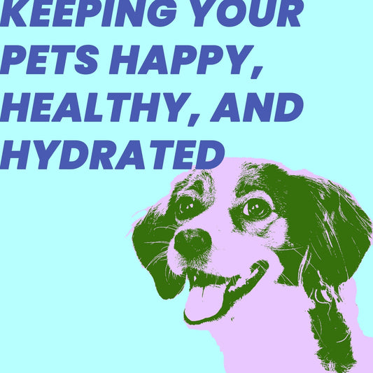 The Best Pet Water Fountain: Keeping Your Pets Happy, Healthy, and Hydrated