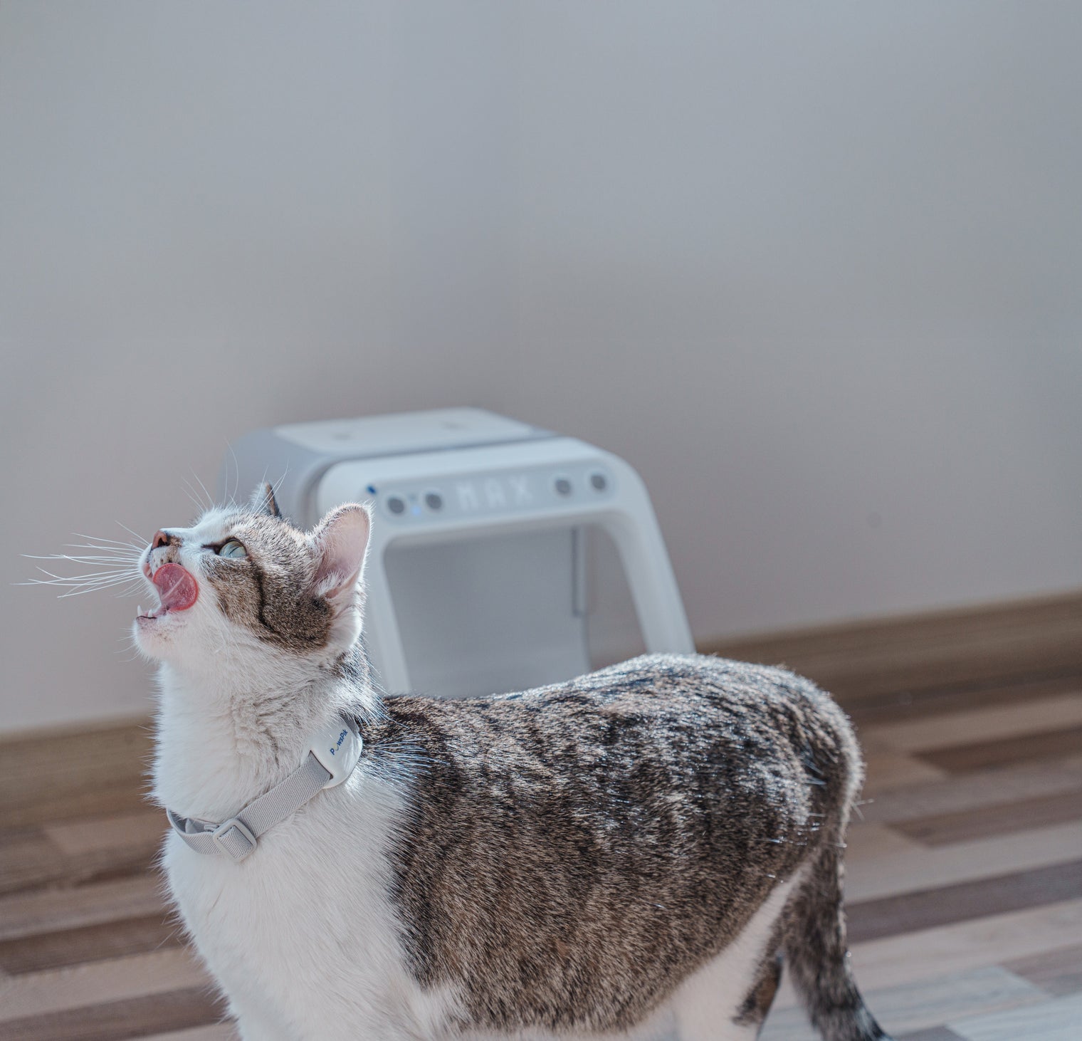 How Often Should I Feed My Cat?