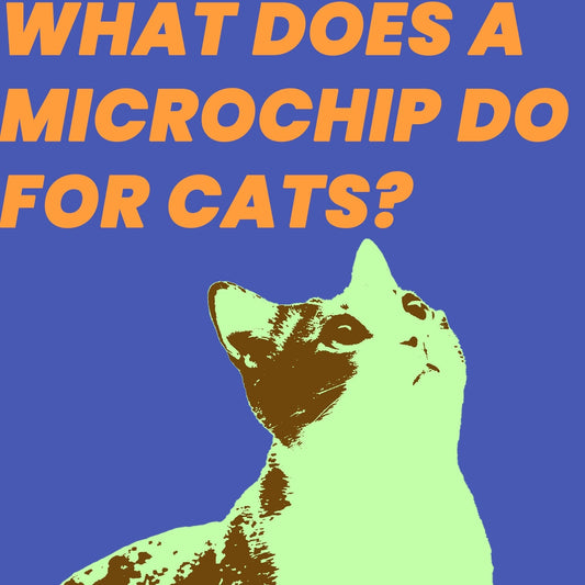 What Does A Microchip Do for Cats?