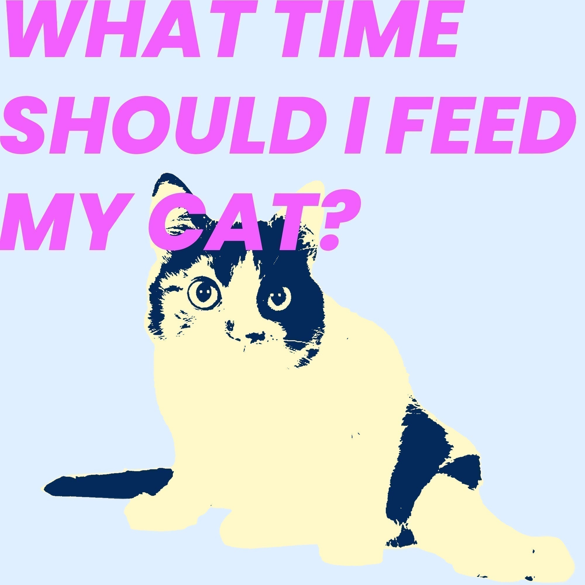 What Time Should I Feed My Cat?