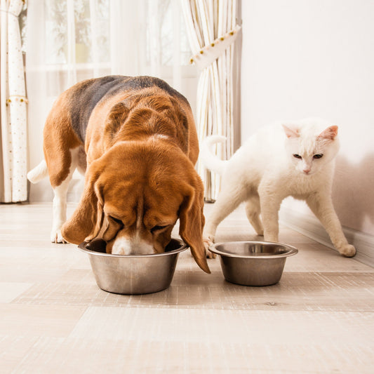 How to keep your dog out of your cat's food?