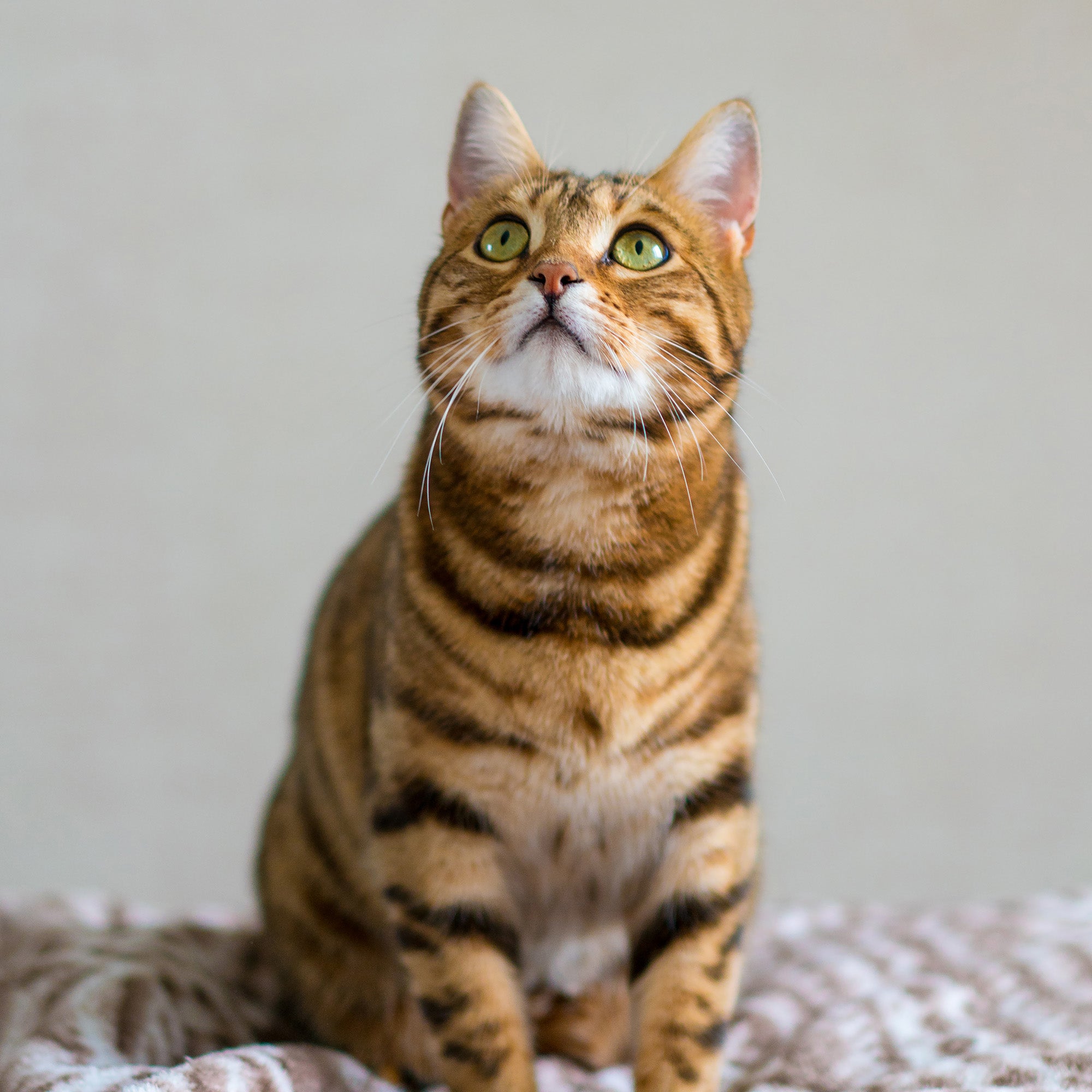 How Often Should I Change My Cat's Litter?