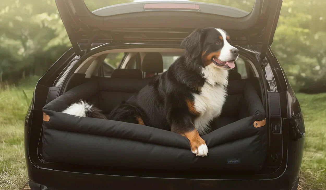 Road Trip Ready: 5 Essentials for Stress-Free Travel with Your Dog