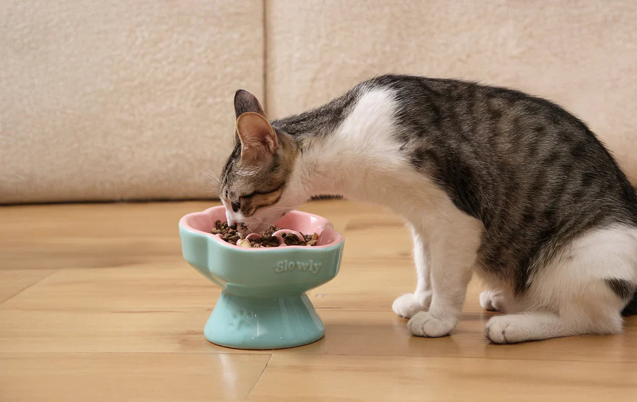 Why is My Pet Eating So Fast?