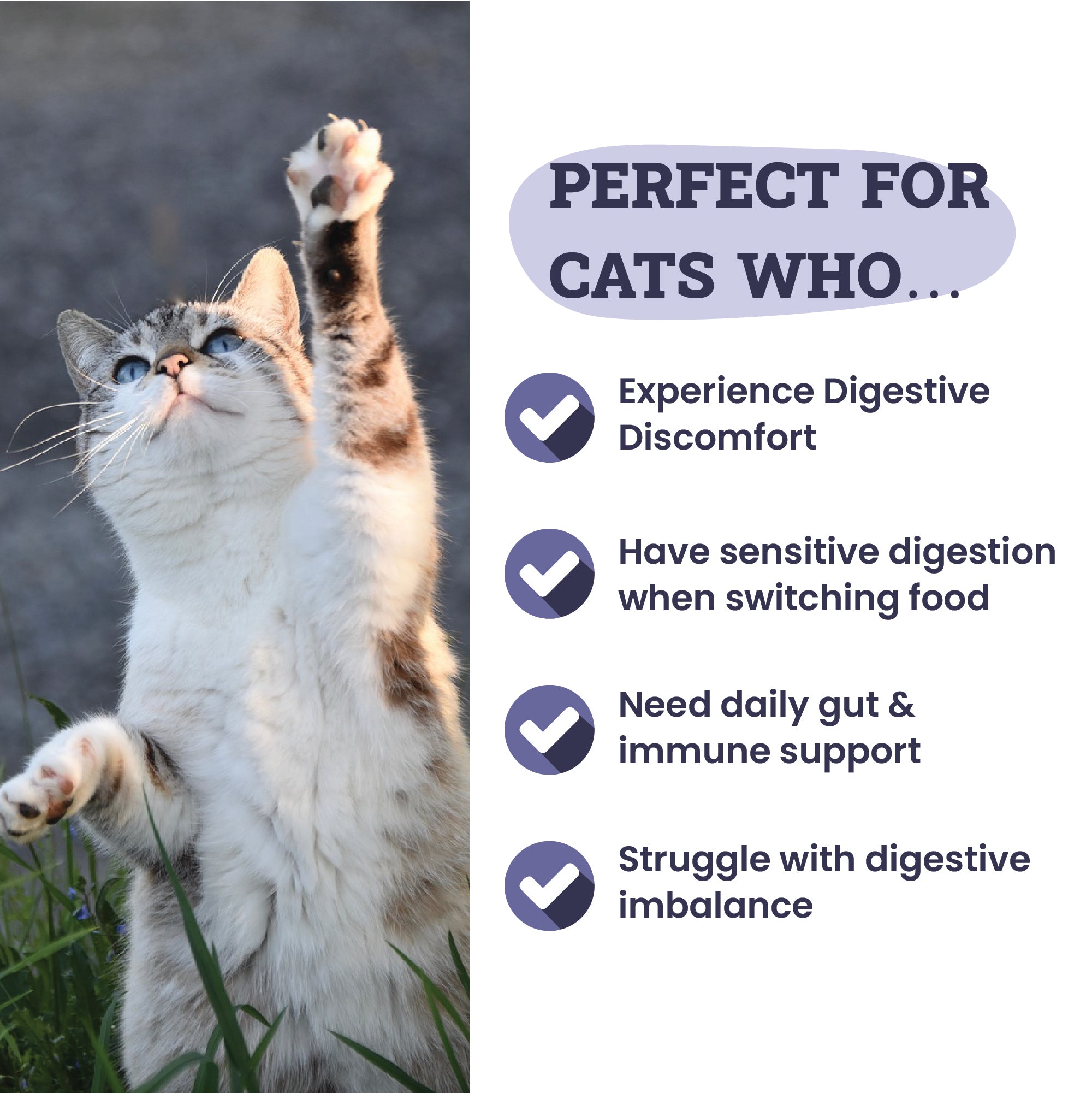 Artisanal Paws™ Digestive Enzyme Support Formula Powder Supplement for Cats, 3.8-oz