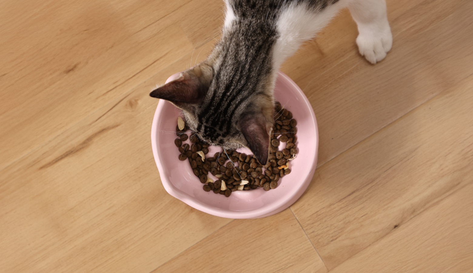 A striped cat is eating dry food from a pink slow feed cat bowl placed on a light wooden floor, showcasing its ears and partial face.