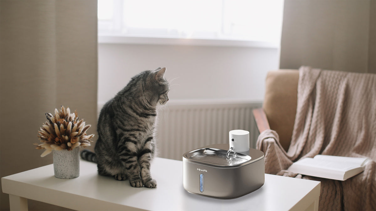 Cat beside the Pawspik pet water fountain on a table, with a decorative plant and armchair in the background.