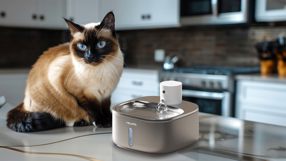 Siamese cat sitting next to the Pawspik Cat water fountain on the kitchen counter.
