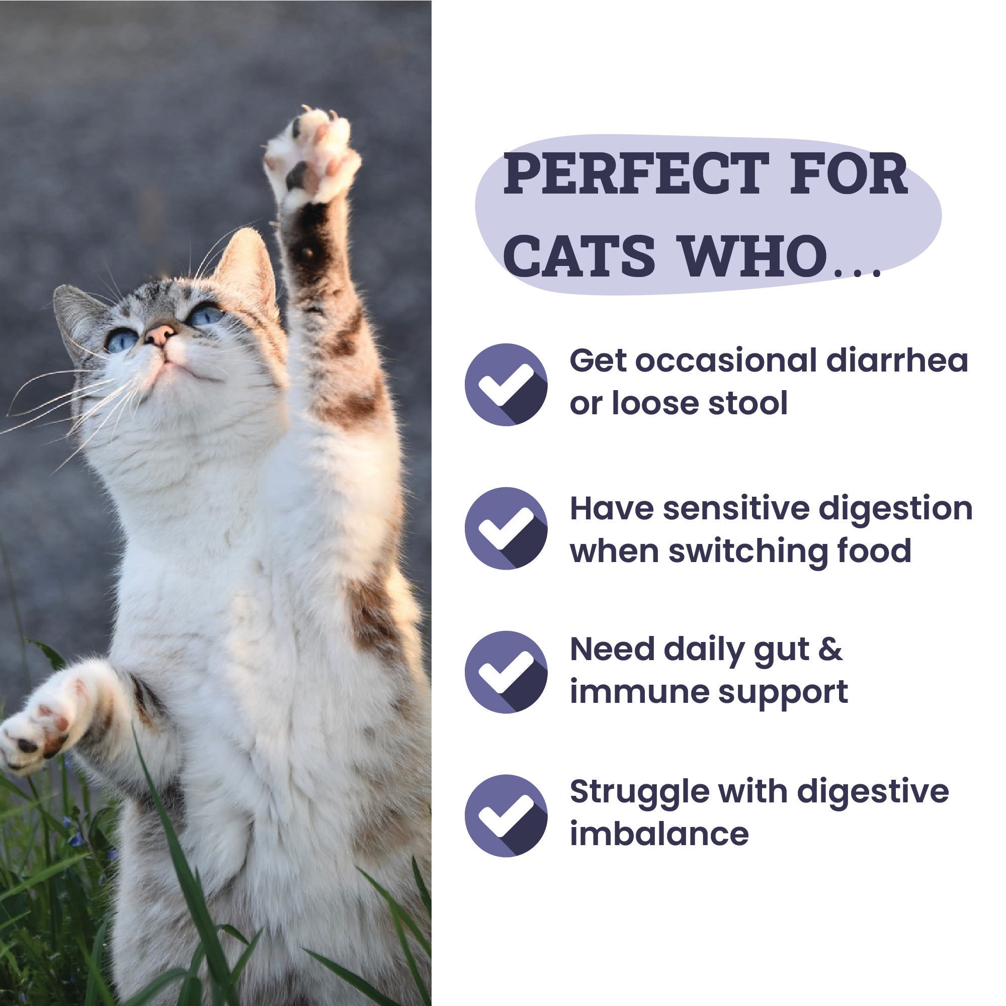 Artisanal Paws™ Digestive Probiotic & Prebiotic Blend Powder Supplement for Cats, 3.8-oz